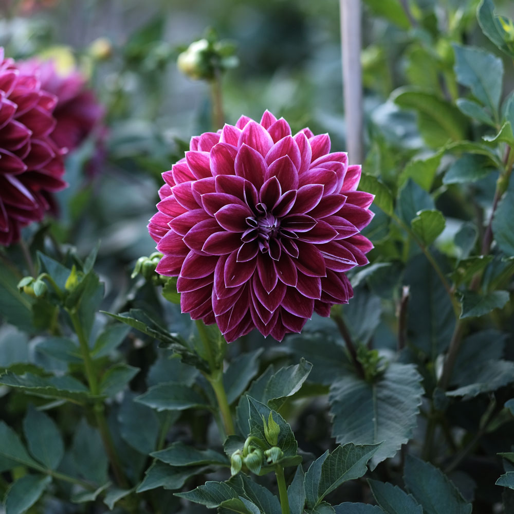 Platz 2 - Purple Pearl